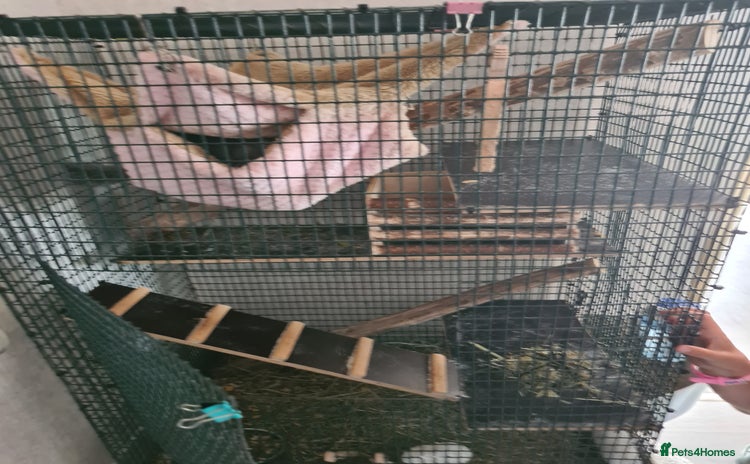 Chinchilla rodents - Advert 1