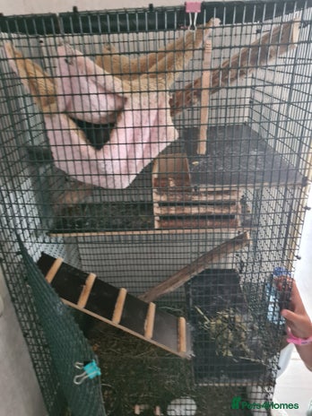 Chinchilla rodents - Advert 3