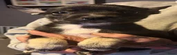 Mixed Breed dogs for sale: Beautiful frusky puppies for sale - Advert 3