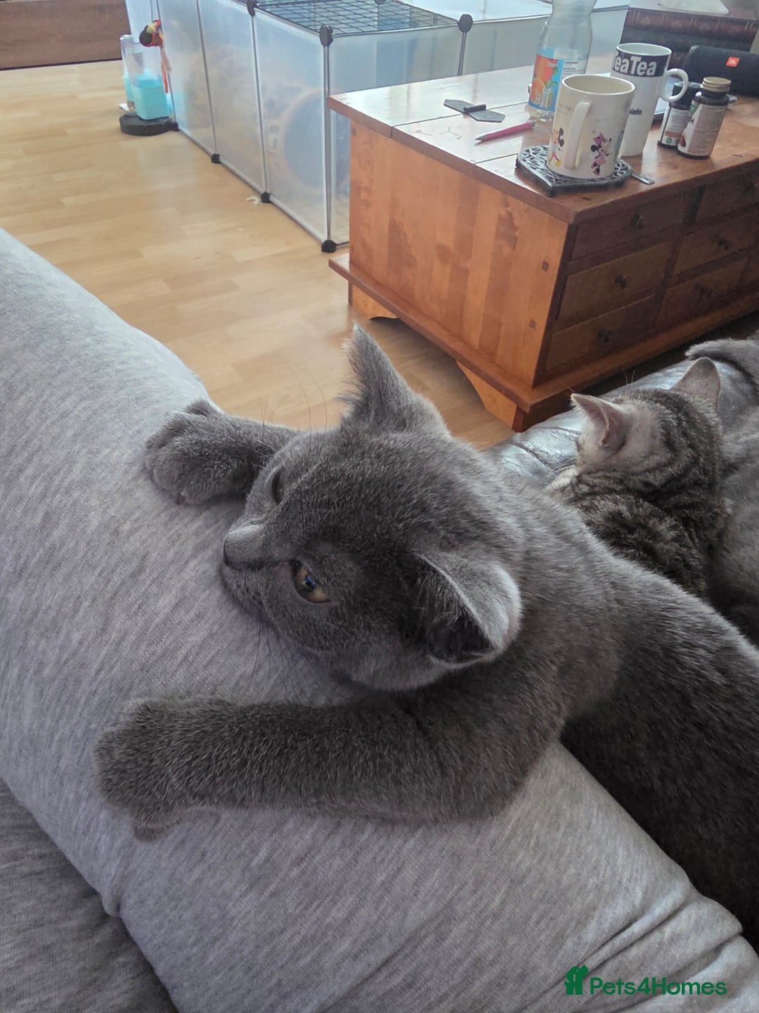 Scottish Fold cats for sale: Scottish Fold kittens  - Image 5