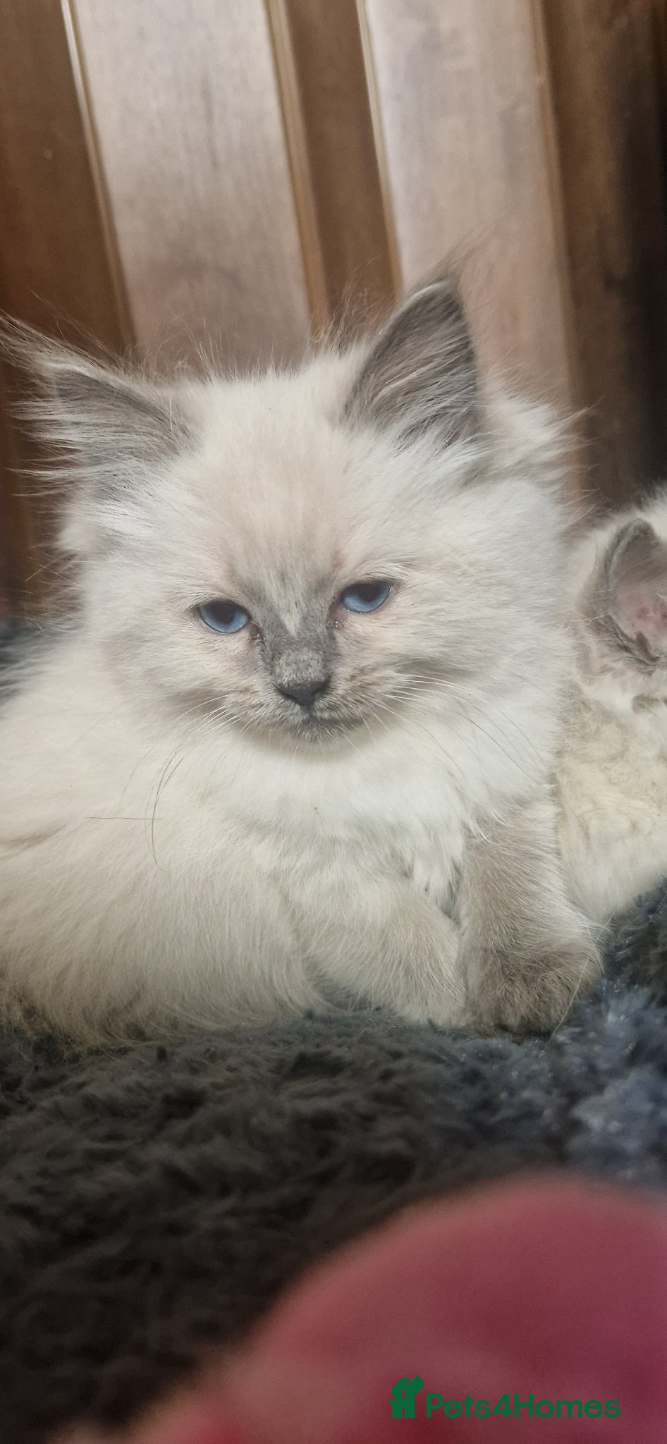 Ragdoll cats Ragdoll kittens ready now - Advert 22