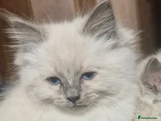 Ragdoll cats Ragdoll kittens ready now - Advert 22