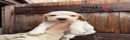 Cocker Spaniel dogs for sale: KC registered cocker spaniel puppies  - Advert 9