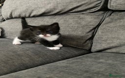 Mixed Breed cats for sale: Mixed kittens ready to go early december - Image 9