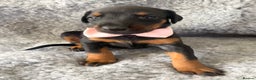 Dobermann dogs for sale: KC REG HEALTH TESTED EUROPEAN DOBERMAN : REDUCED! - Advert 13