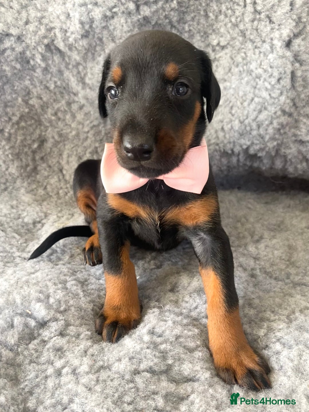 Dobermann dogs for sale: KC REG HEALTH TESTED EUROPEAN DOBERMAN : REDUCED! - Advert 13