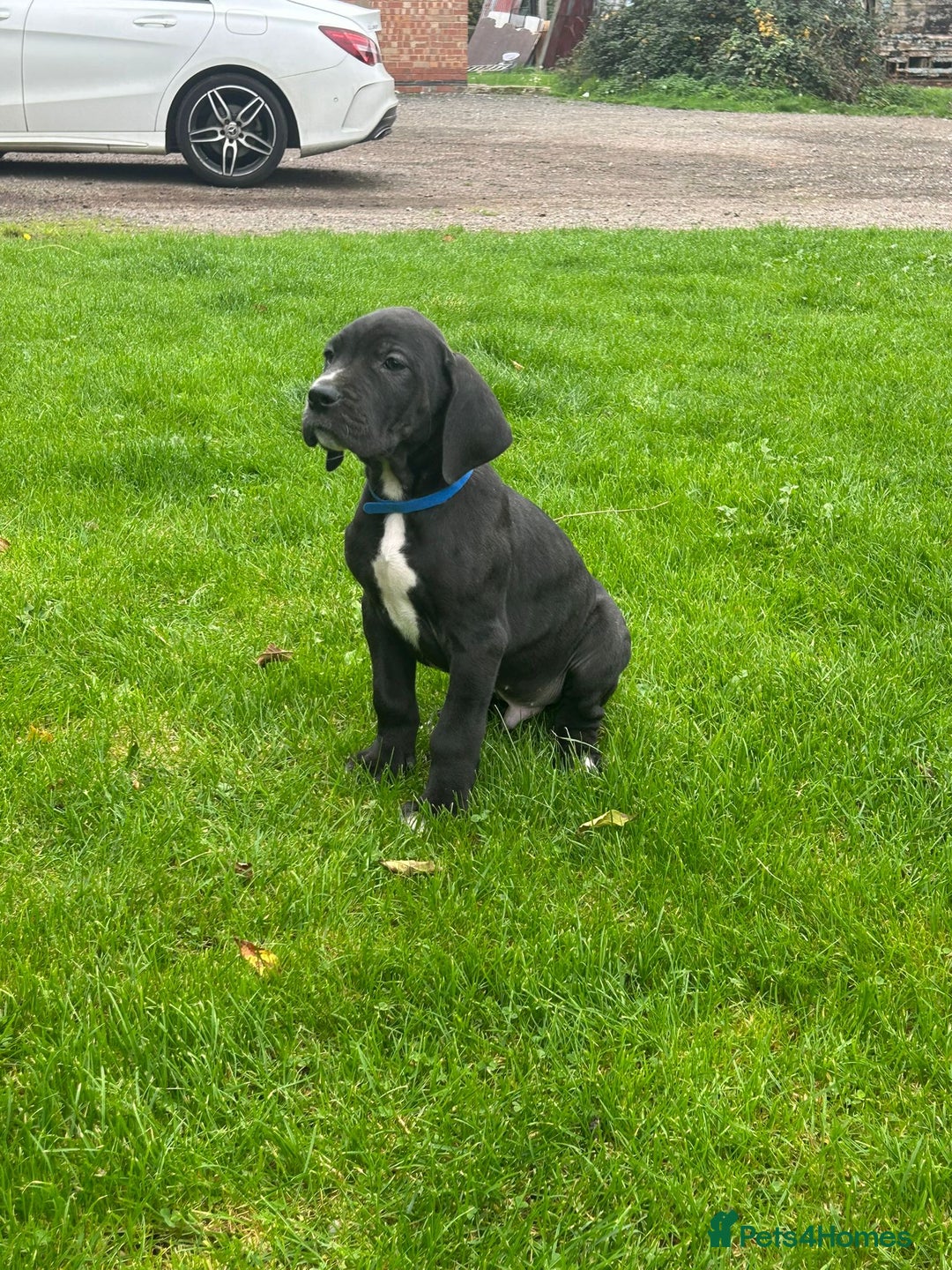 Great Dane dogs for sale: Outstanding litter of Great Danes  - Image 17