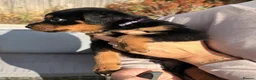 Rottweiler dogs for sale: Visionary Choice for a Loyal Rottweilers Companion in Halifax - Advert 2