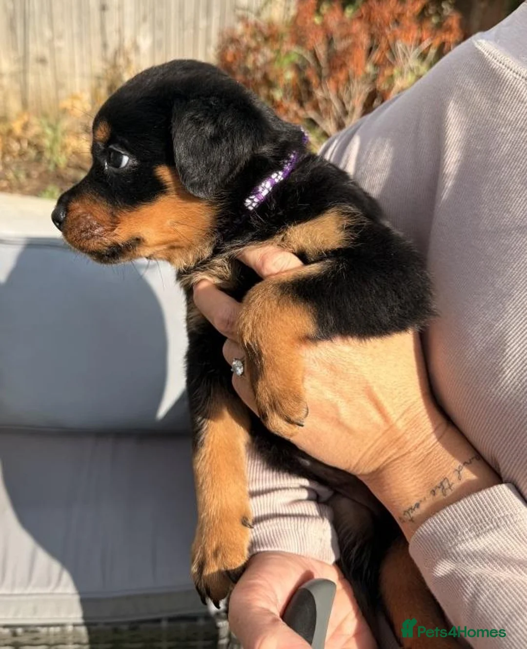Rottweiler dogs for sale: Visionary Choice for a Loyal Rottweilers Companion in Halifax - Advert 2