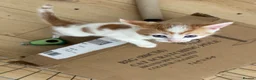 Mixed Breed cats for sale: 4 boys 1 girl ready to go now in Tonbridge - Advert 2