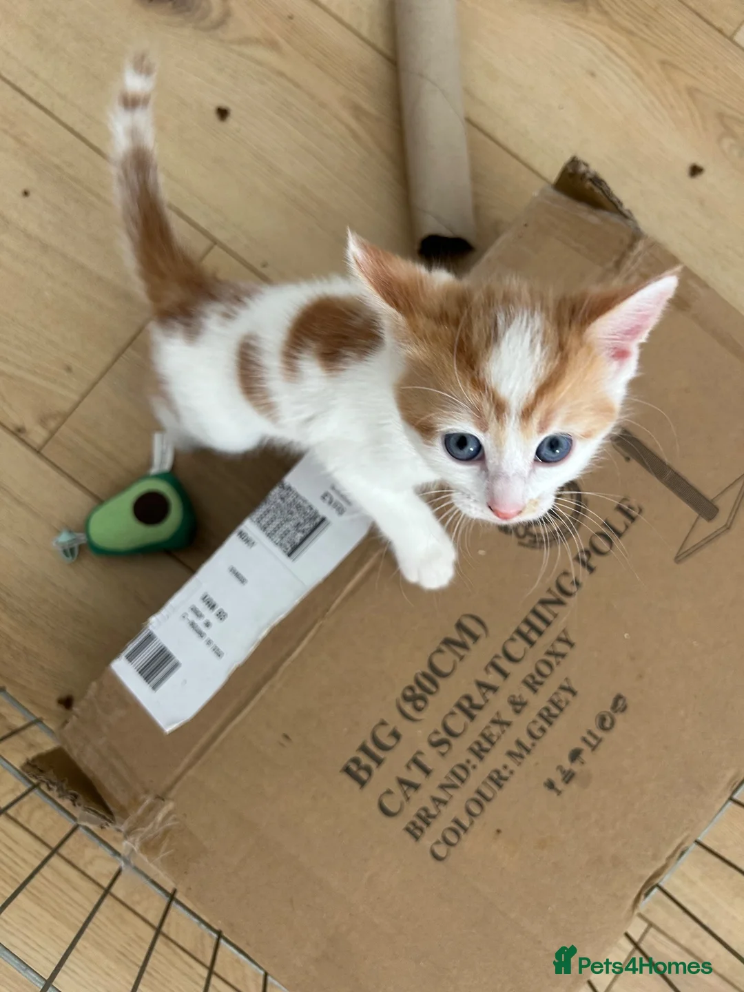 Mixed Breed cats for sale: 4 boys 1 girl ready to go now in Tonbridge - Advert 2