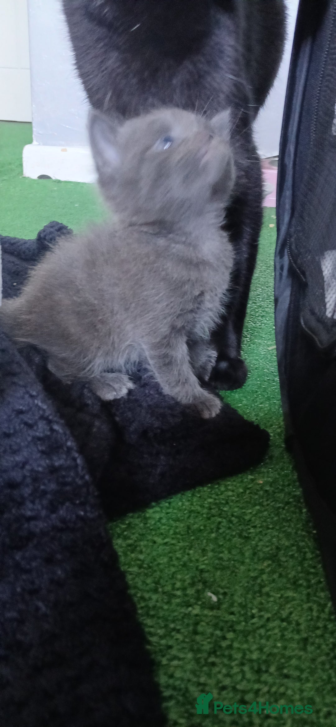 British Shorthair cats for sale: 3 beautiful kittens - Image 5