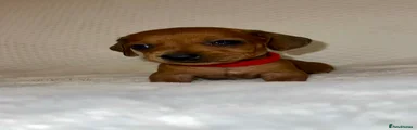 Dachshund 10
