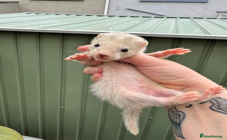 Ferret rodents - Advert 6