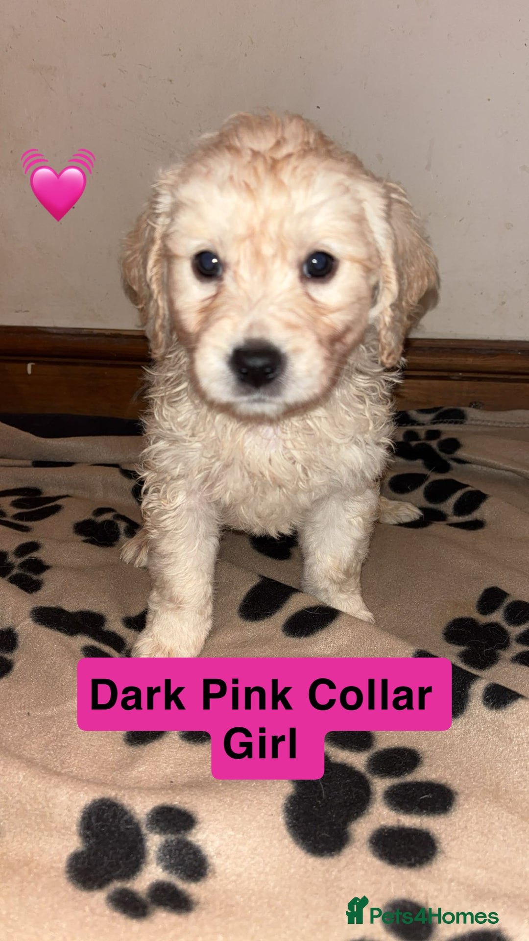 Mini Goldendoodle dogs for sale: 10 beautiful Miniature F1 GoldenDoodle puppies - Advert 8
