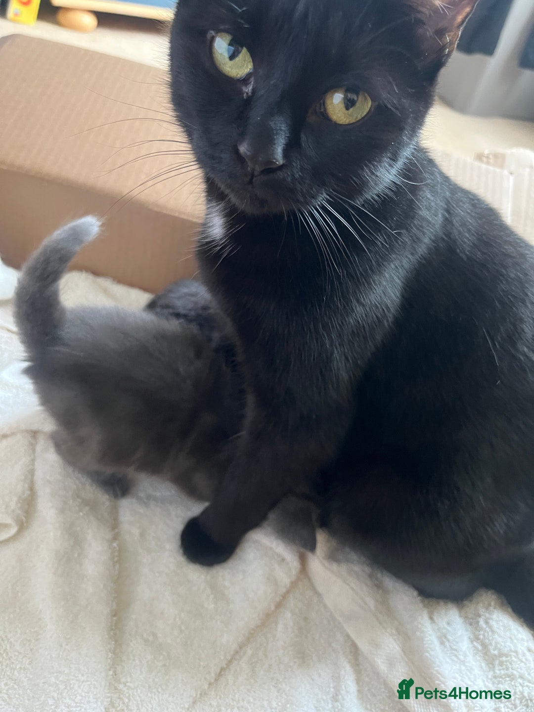 British Shorthair cats for sale: British shorthair x kittens for sale - Advert 16