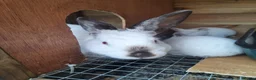 Mixed Breed rabbits for sale: Californian cross New Zealand White Rabbits  - Advert 13