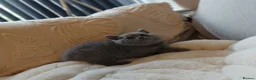 British Shorthair cats for sale: British shorthair kittens  in Leeds - Advert 3
