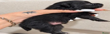 Pomeranian 3