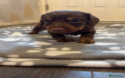 Dachshund dogs for sale: Long haired dachshund  - Image 9