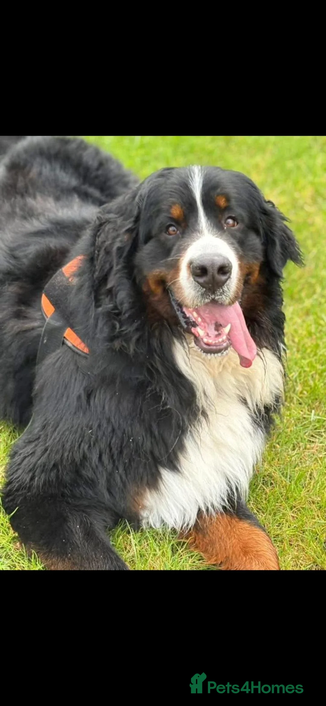 Bernese Mountain Dog dogs for stud: Proven Bernese Mountain Dog - Advert 13