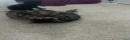 Mixed Breed cats for sale: 7 adorable kittens - Advert 9