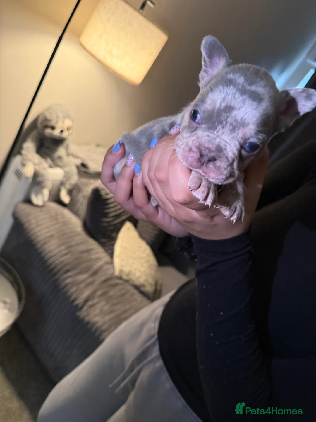 French Bulldog dogs for sale: French bulldog puppies fluffie carriers  - Advert 39