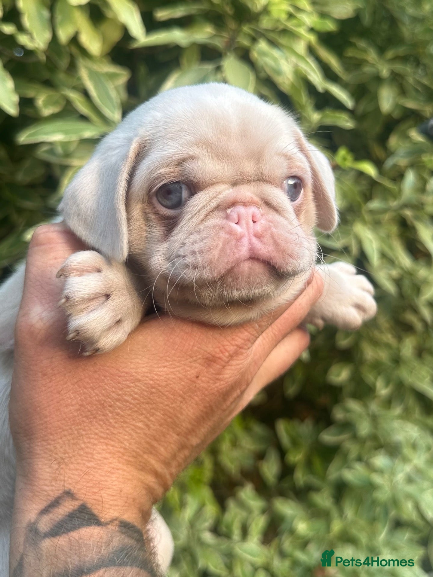 Pug dogs Stunning litter of 4 Prestige KC reg Pink Pug Pups - Advert 2