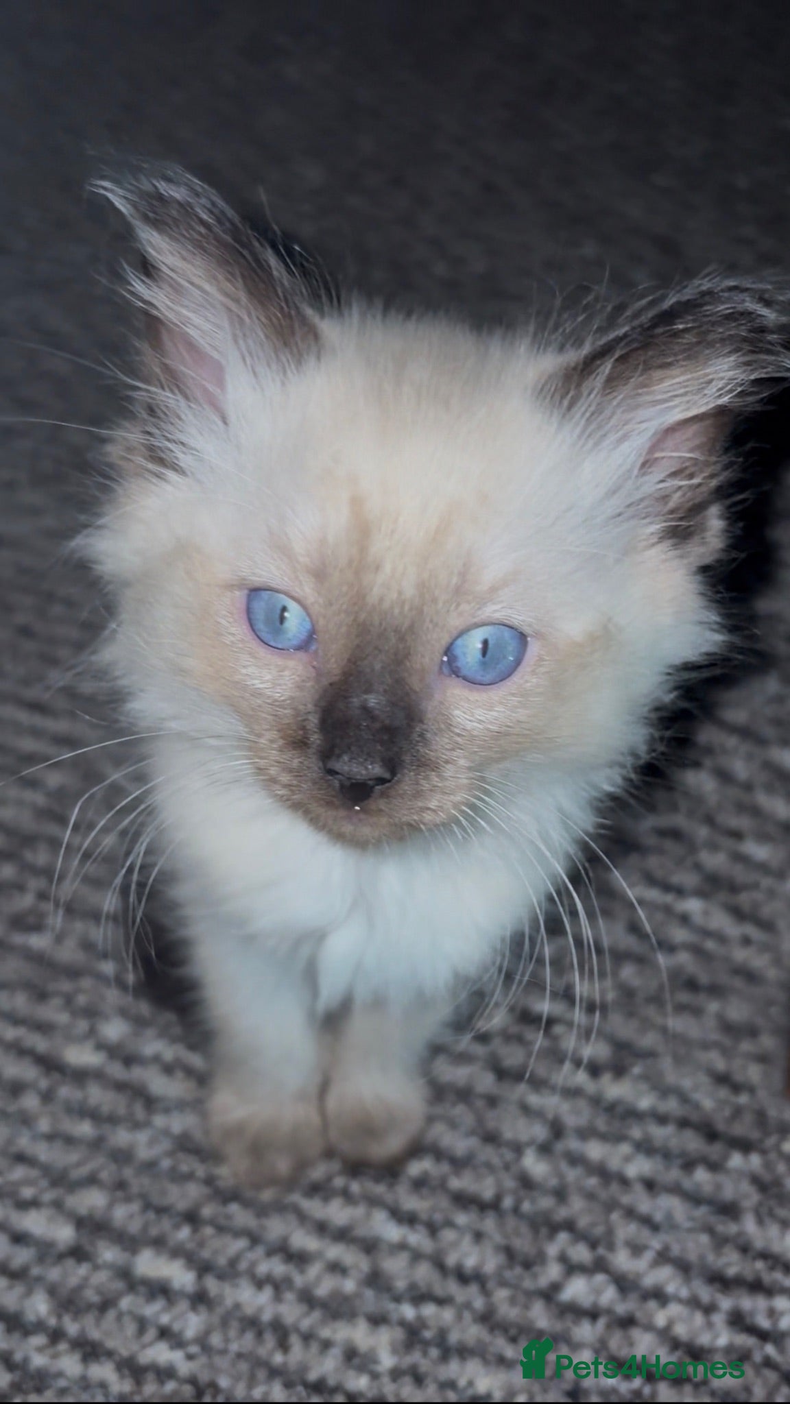 Ragdoll cats Ready now Stunning pedigree ragdolls - Advert 1