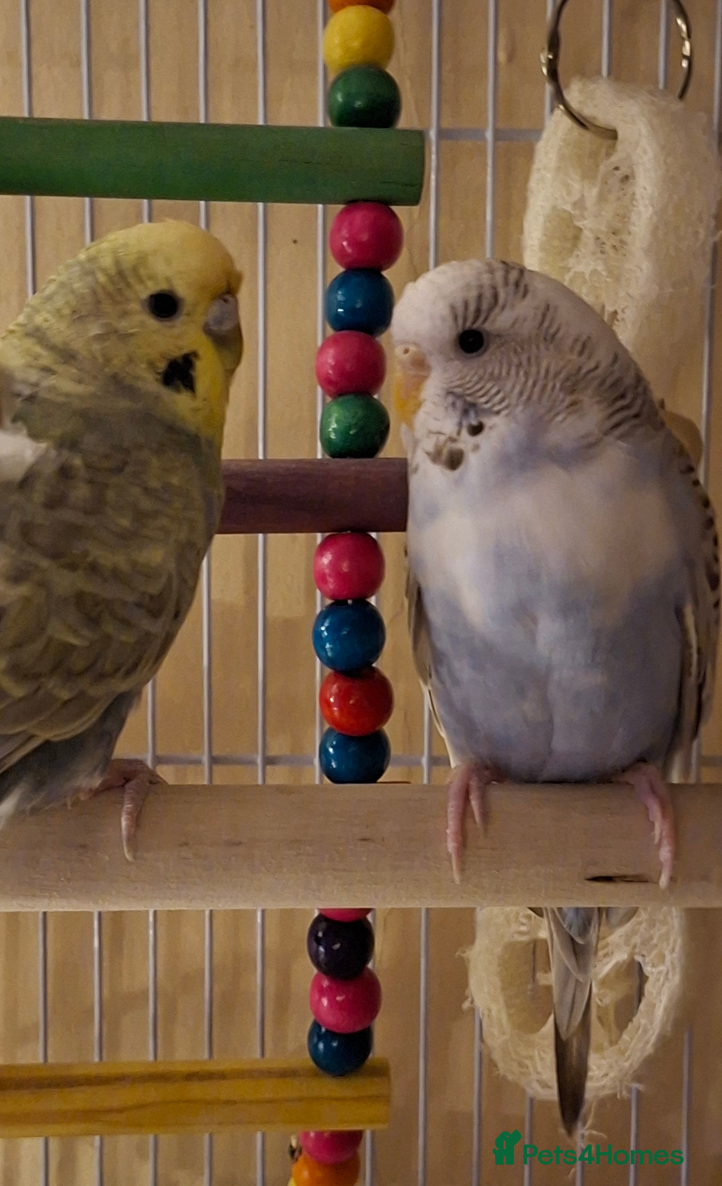 Budgerigars birds MUST GO AS A PAIR AS BONDED - Advert 2