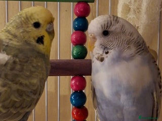 Budgerigars birds MUST GO AS A PAIR AS BONDED - Advert 2