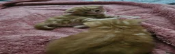 Domestic Shorthair cats for sale: 2 kittens for sale. in Sheffield - Advert 31