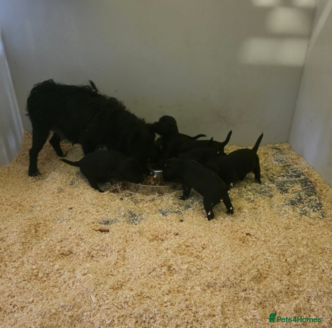 Patterdale Terrier dogs for sale: Patterdale Working Pups Ready To Go - Image 18