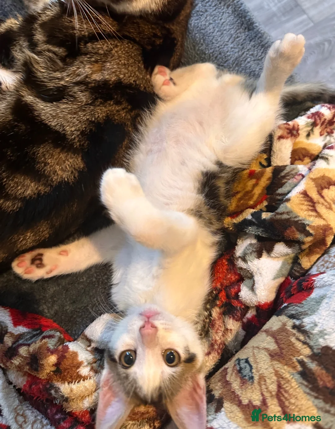 Mixed Breed cats for sale: Adorable kitten  - Advert 6