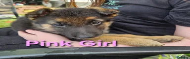 German Shepherd 8 pink 