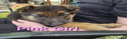German Shepherd dogs for sale: 8 BIG German Shepherd Puppies  - Advert 2