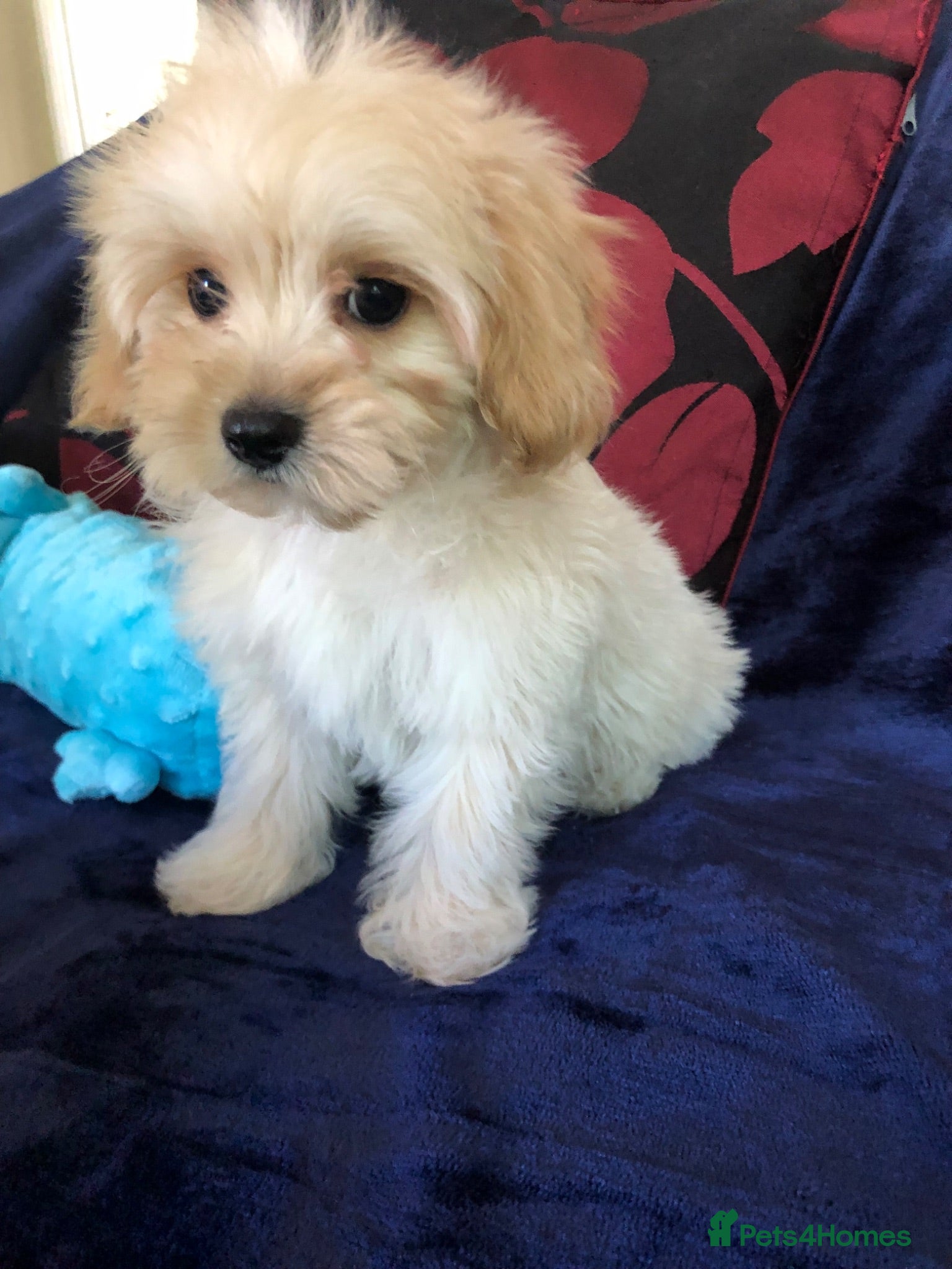 Maltipoo dogs Maltipoo puppies forsale - Advert 1