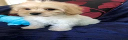 Maltipoo dogs for sale: Maltipoo puppies forsale - Advert 22
