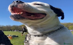 Mixed Breed dogs for sale: Cane Corso-Belgian Malanois cross American Bulldog - Advert 7