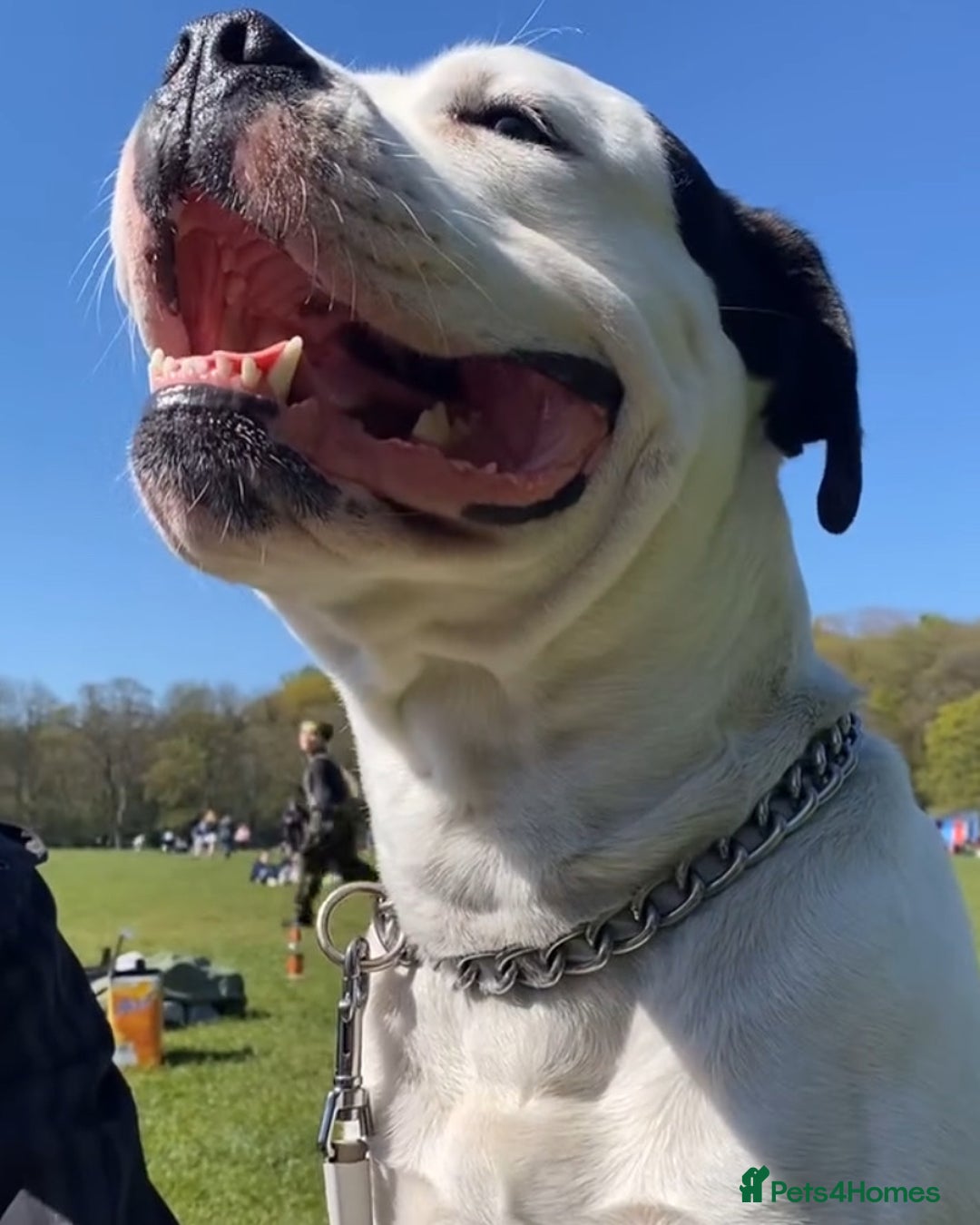 Mixed Breed dogs for sale: Cane Corso-Belgian Malanois cross American Bulldog - Advert 7