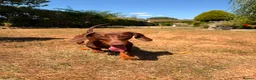 Dachshund dogs for sale: Dachshund Pup in London - Advert 3