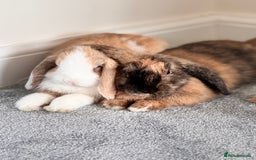 Mini Lop rabbits for sale: 🐇 Mini Lop Bunnies for Sale bought together 🐇 - Image 5