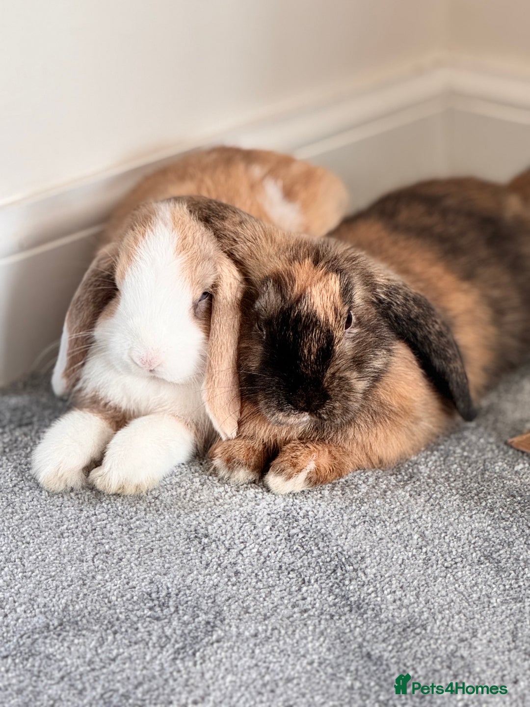 Mini Lop rabbits for sale: 🐇 Mini Lop Bunnies for Sale bought together 🐇 - Image 5
