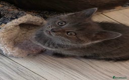 Ragdoll cats for sale: Sealpoint x kittens - Image 17