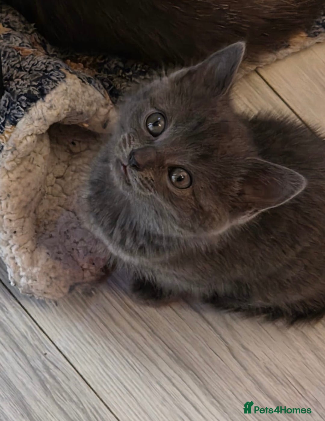 Ragdoll cats for sale: Sealpoint x kittens - Image 17
