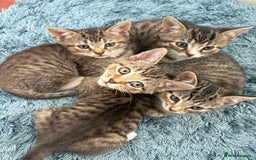 Domestic Shorthair cats for sale: Lovely little tabby kittens - Image 2