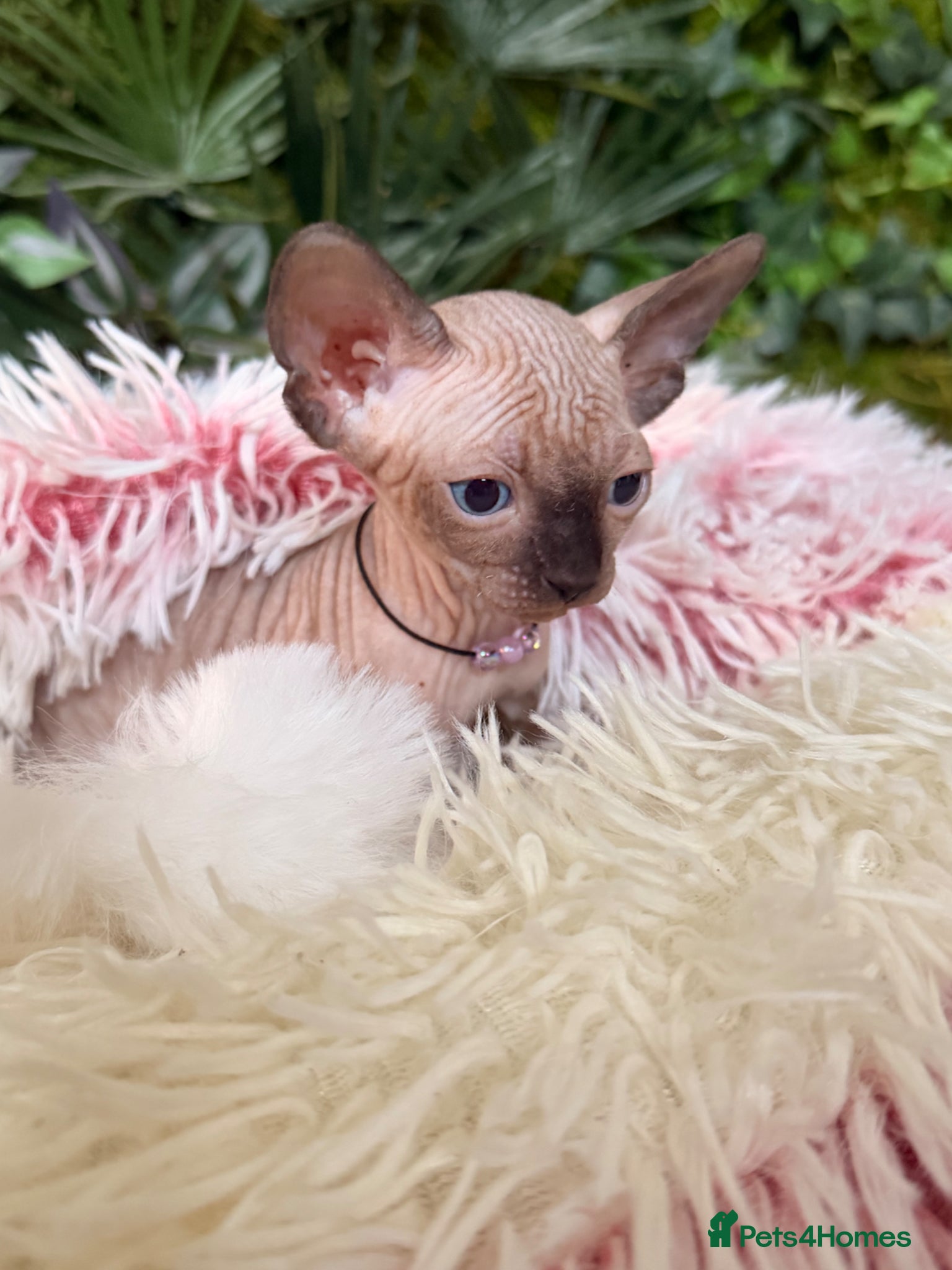 Sphynx cats for sale: 3 stunning kittens available! - Advert 9