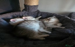 Persian cats for sale: Beautiful persian chinchilla kittens 😸 ♥️  - Image 14