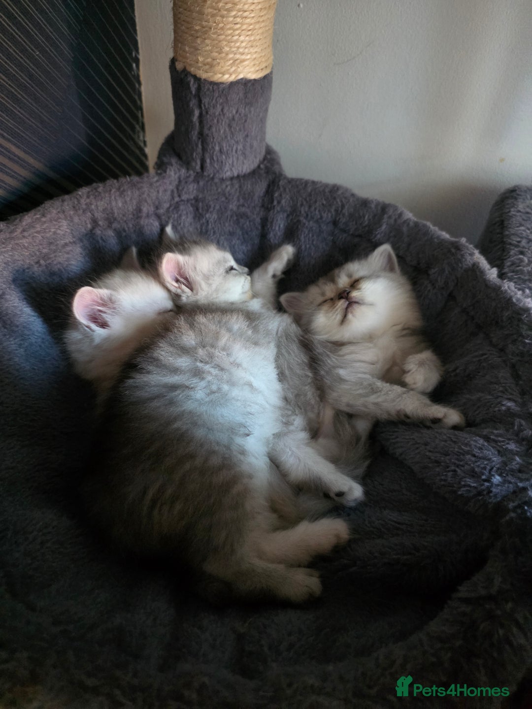 Persian cats for sale: Beautiful persian chinchilla kittens 😸 ♥️  - Image 14