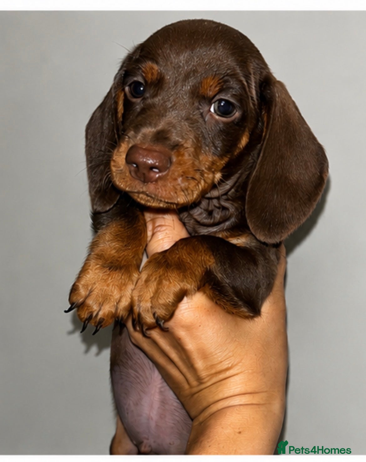 Dachshund dogs 7 miniature dachshund puppies  - Advert 2